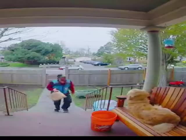 The Сamera Сaught The Delivery Man Mocking The Dog