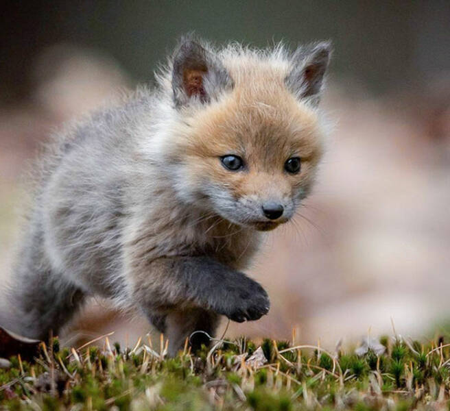 The Most Adorable Baby Animals On The Web