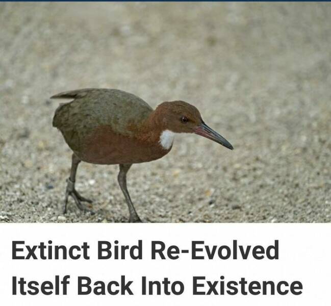 The Dark Side Of Birds: Bad Behavior Caught On Camera