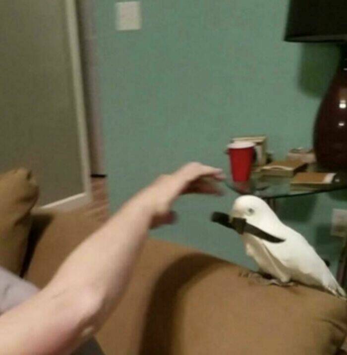 The Dark Side Of Birds: Bad Behavior Caught On Camera