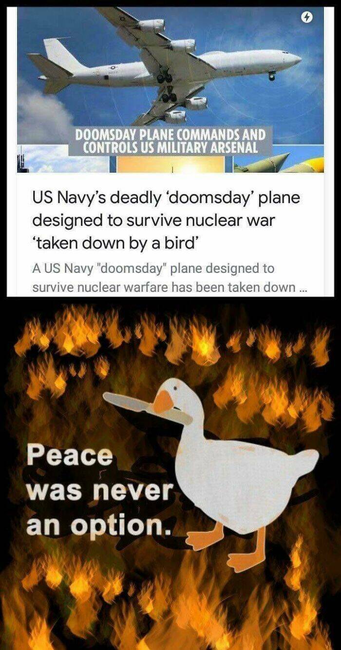 The Dark Side Of Birds: Bad Behavior Caught On Camera