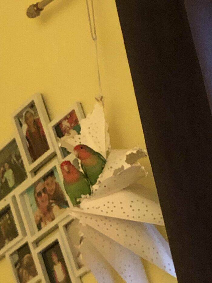 The Dark Side Of Birds: Bad Behavior Caught On Camera