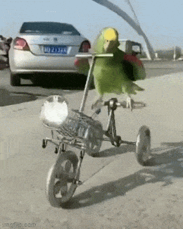 Daily Gifdump