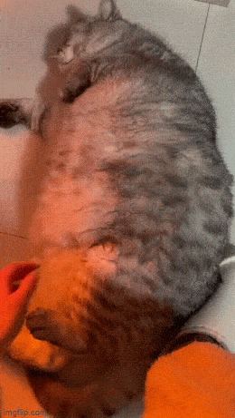 Morning Gifdump
