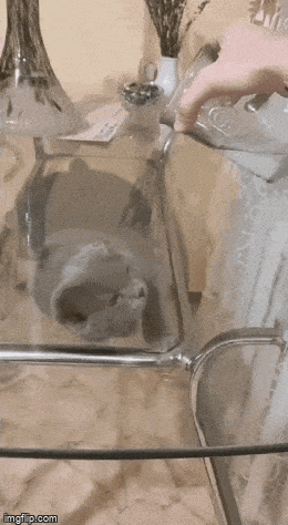 Morning Gifdump