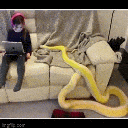Morning Gifdump