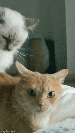 Morning Gifdump