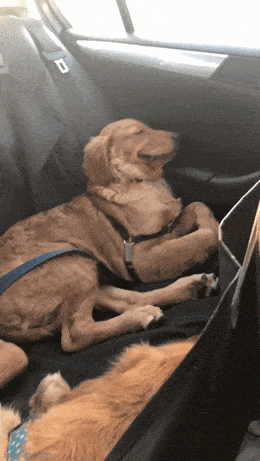 Morning Gifdump