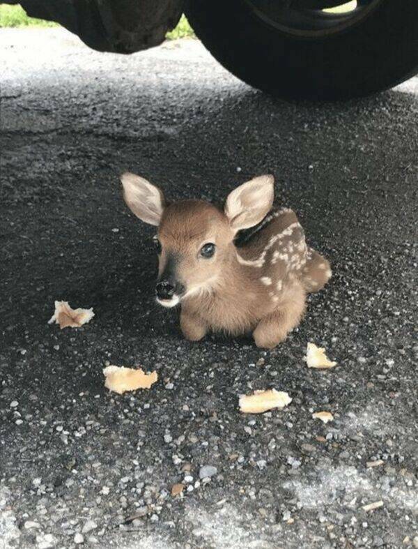 Captured Moments Of Animal Majesty