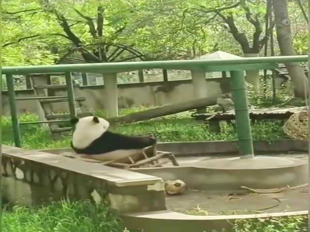 A Day In The Life Of A Panda