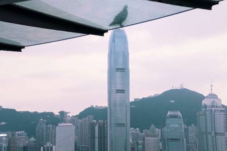 Picture Perfect: Amazingly Timed Images That Are Simply Unforgettable