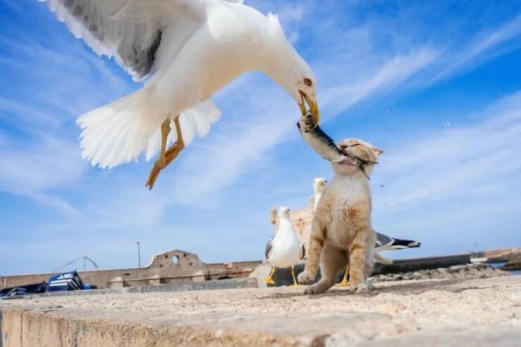 Picture Perfect: Amazingly Timed Images That Are Simply Unforgettable