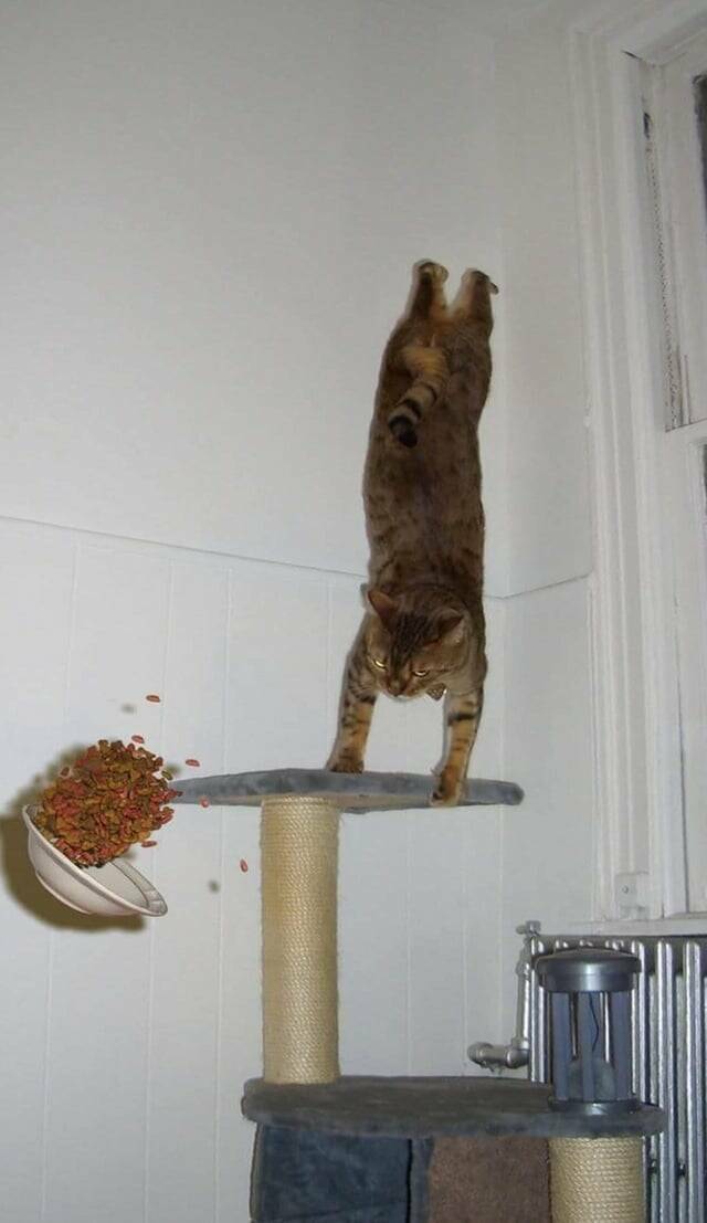 Picture Perfect: Amazingly Timed Images That Are Simply Unforgettable