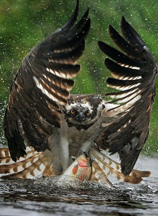 Picture Perfect: Amazingly Timed Images That Are Simply Unforgettable