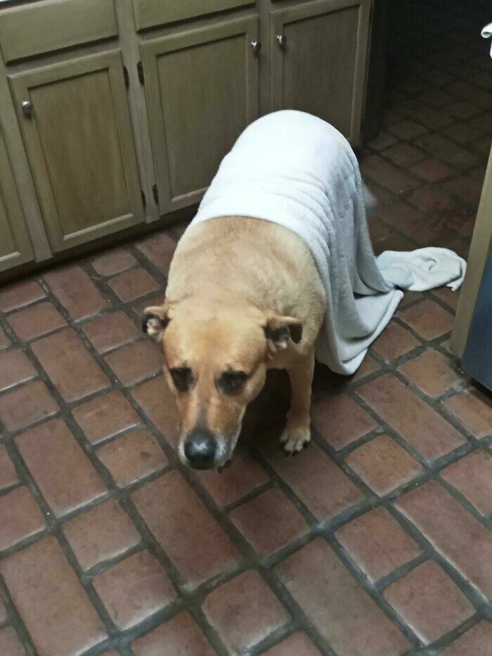 Pawsome Humor: Funny Photos Of Dogs Being Their Weird Selves