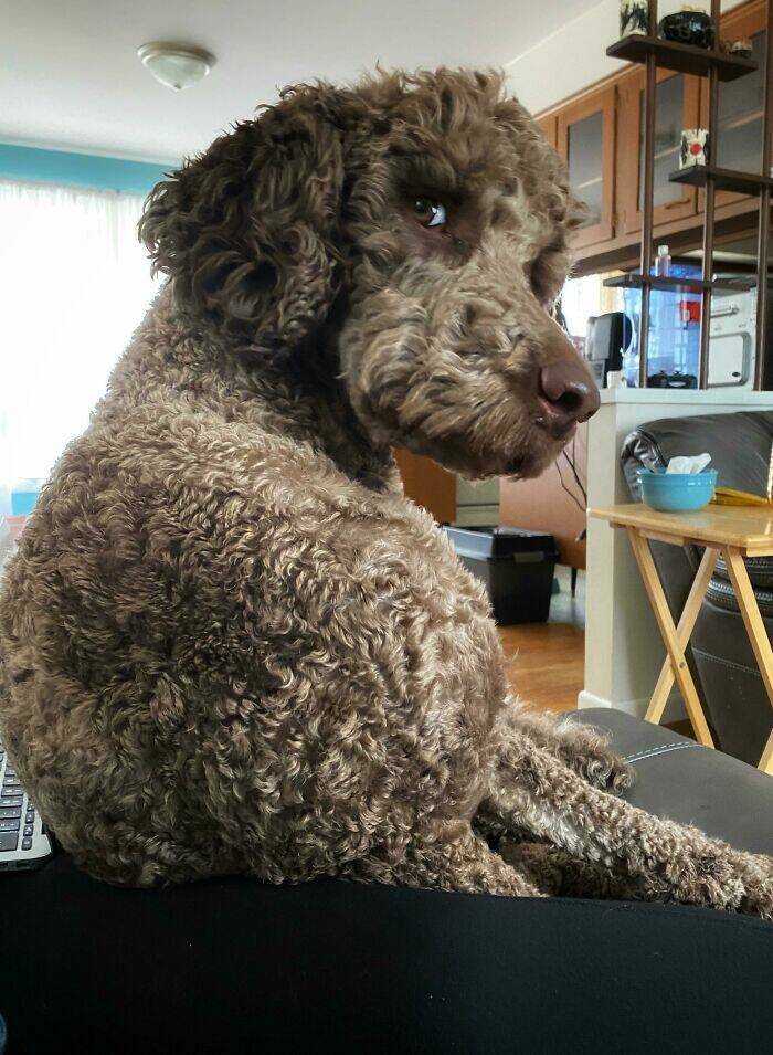 Pawsome Humor: Funny Photos Of Dogs Being Their Weird Selves