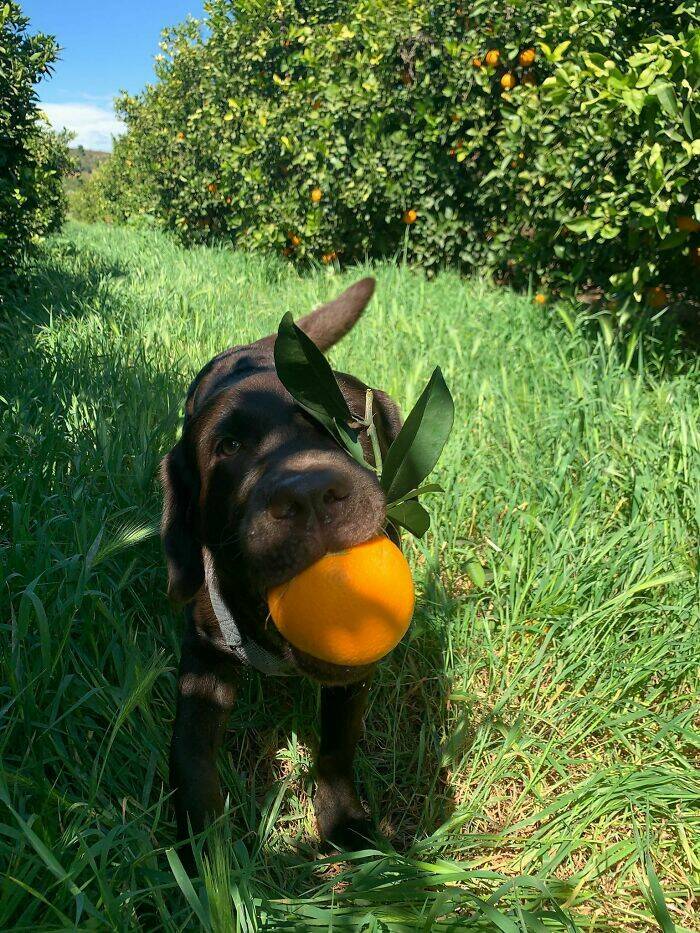 Pawsome Humor: Funny Photos Of Dogs Being Their Weird Selves