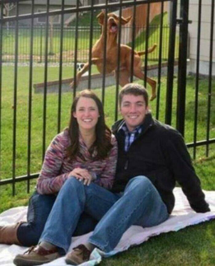 Pawsome Humor: Funny Photos Of Dogs Being Their Weird Selves