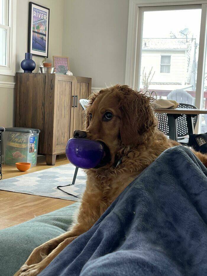 Pawsome Humor: Funny Photos Of Dogs Being Their Weird Selves