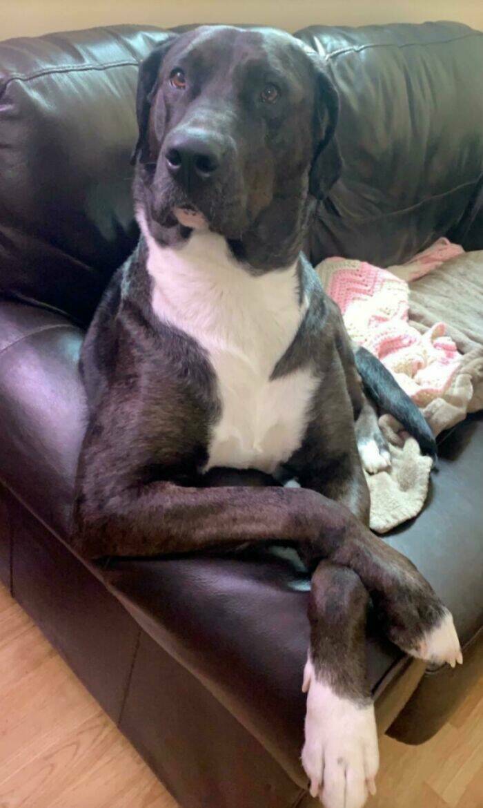 Pawsome Humor: Funny Photos Of Dogs Being Their Weird Selves