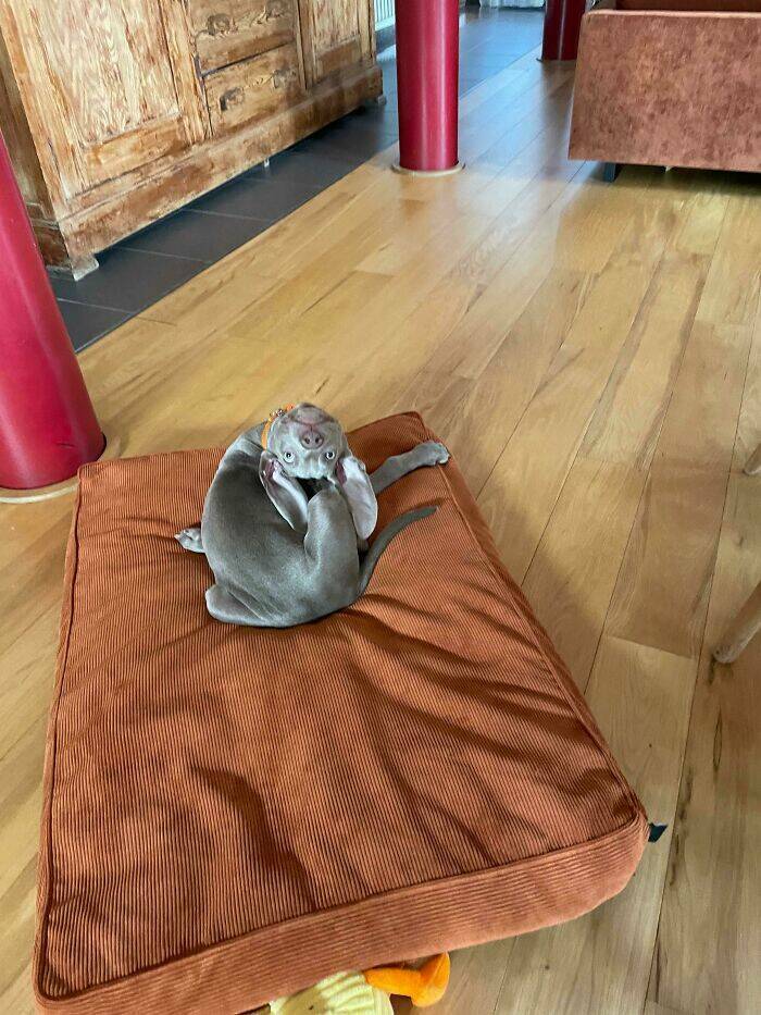 Pawsome Humor: Funny Photos Of Dogs Being Their Weird Selves