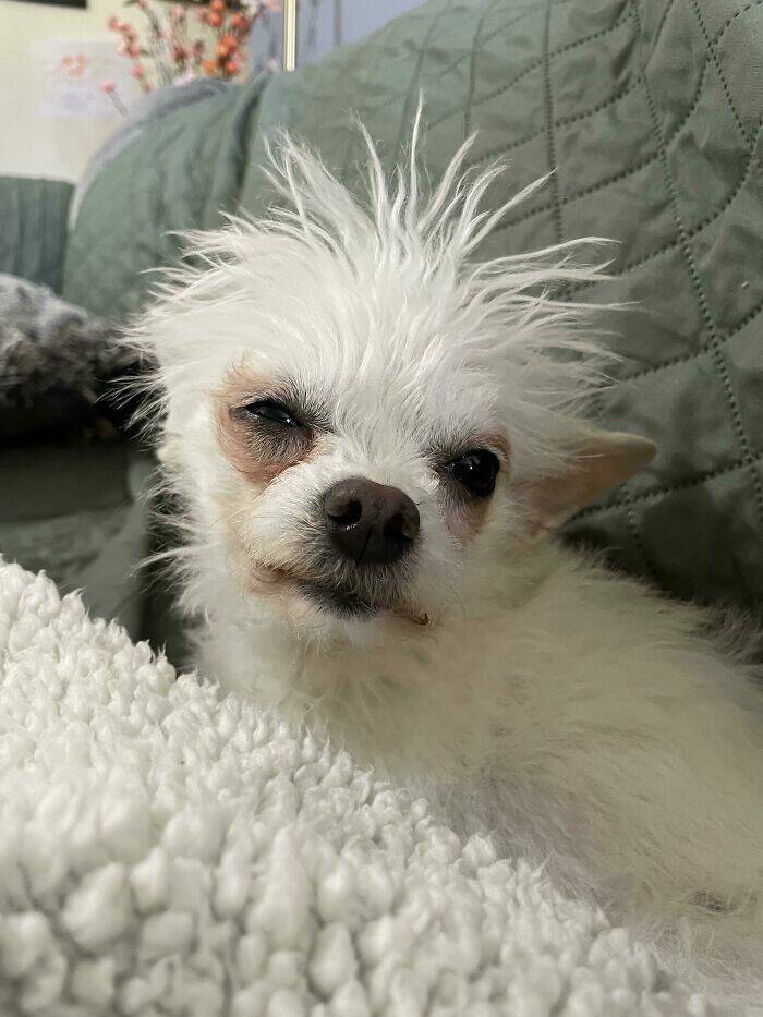 Pawsome Humor: Funny Photos Of Dogs Being Their Weird Selves