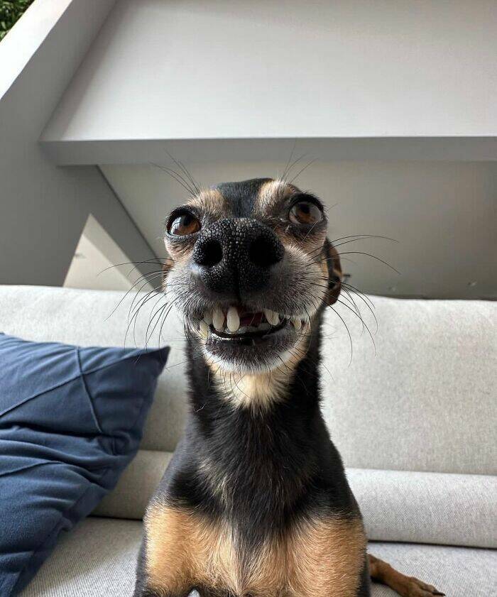 Pawsome Humor: Funny Photos Of Dogs Being Their Weird Selves