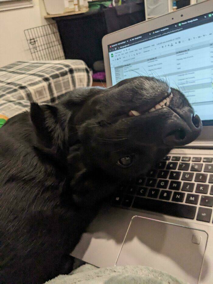 Pawsome Humor: Funny Photos Of Dogs Being Their Weird Selves