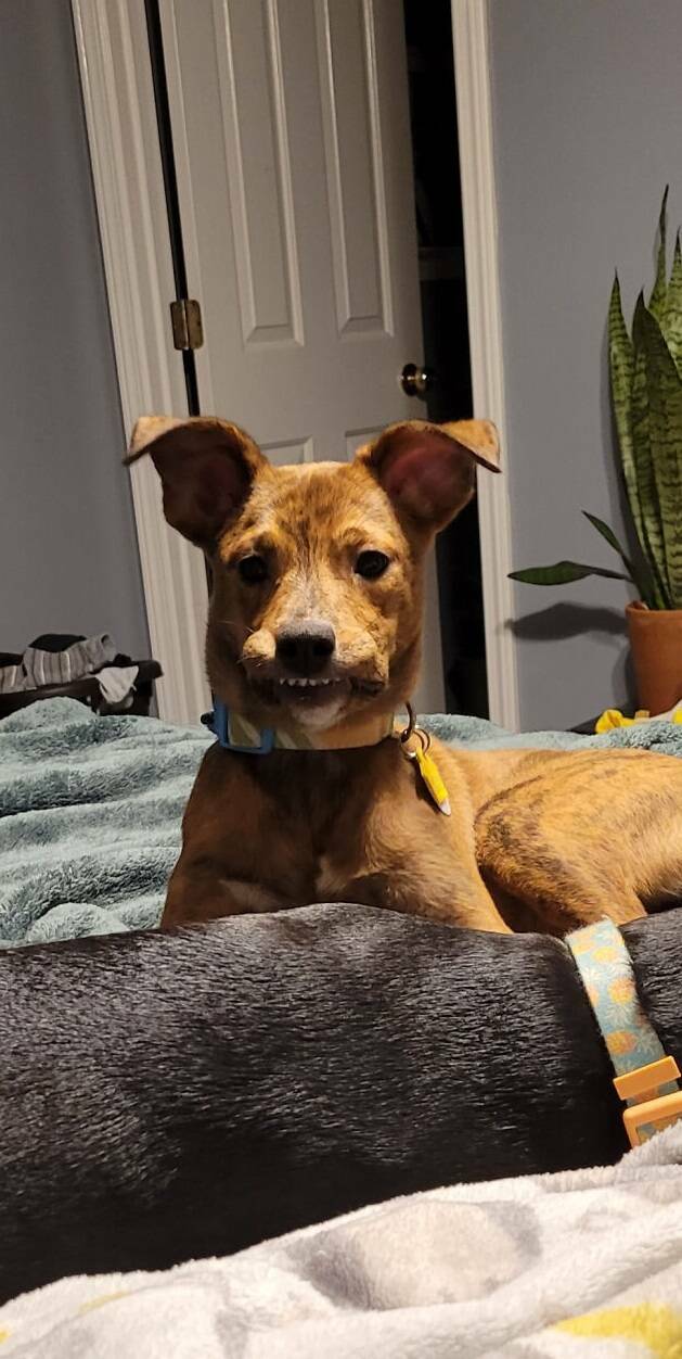 Pawsome Humor: Funny Photos Of Dogs Being Their Weird Selves