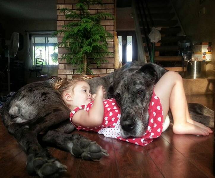 Why Dogs Are Truly Mans Best Friend