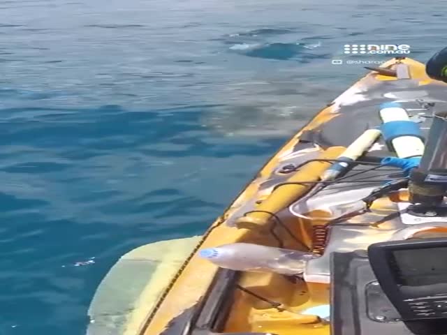 Underwater Surprise
