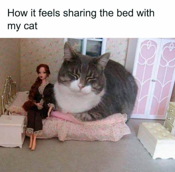 Funny Cat Memes That Prove Cats Rule The Online World