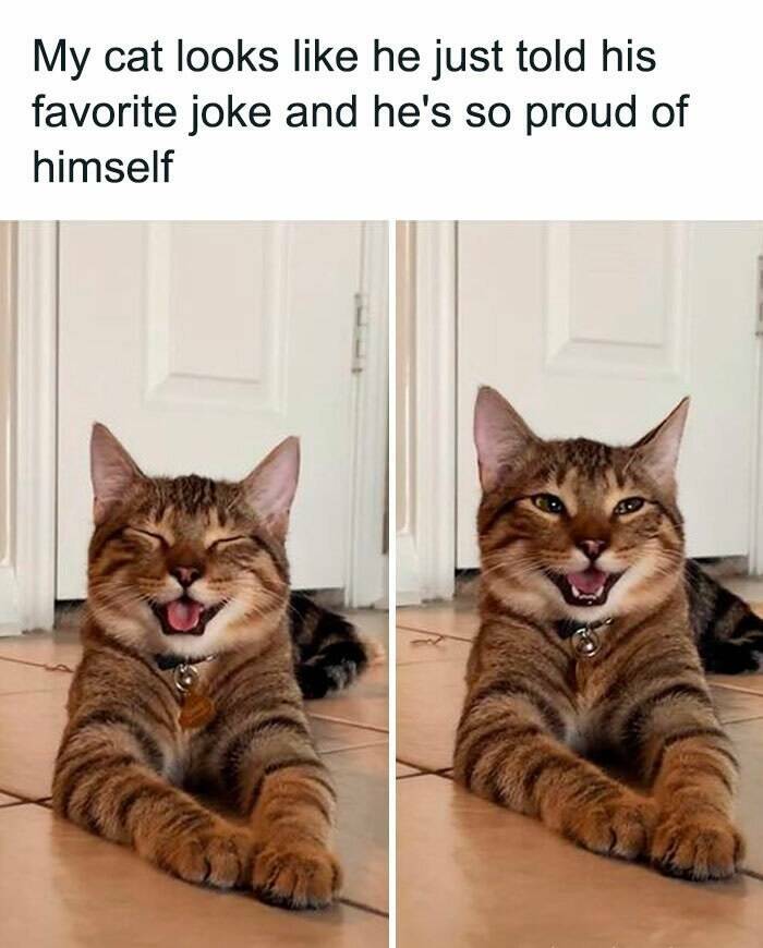 Funny Cat Memes That Prove Cats Rule The Online World