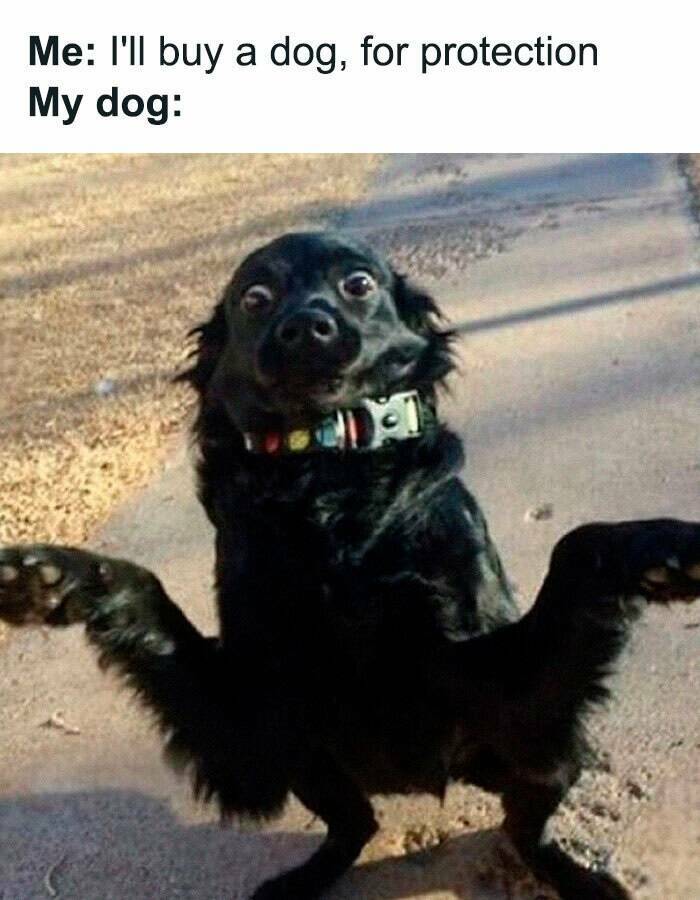 Pawsitively Funny Dog Memes