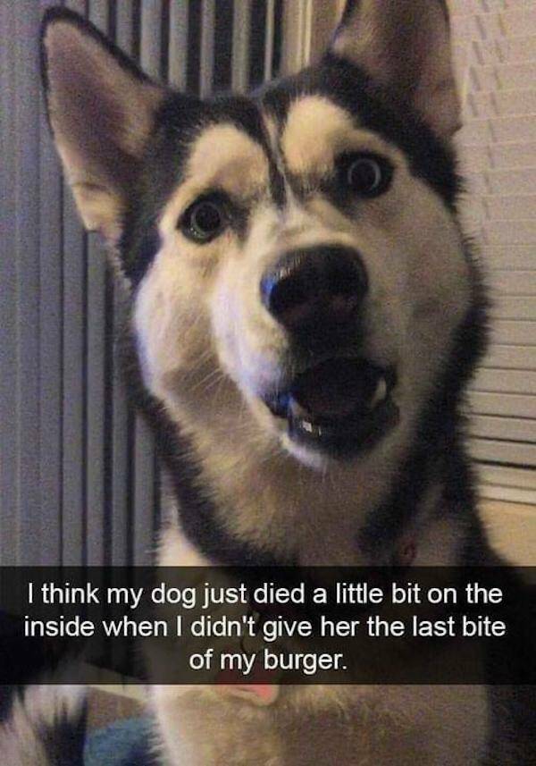 Pawsitively Funny Dog Memes
