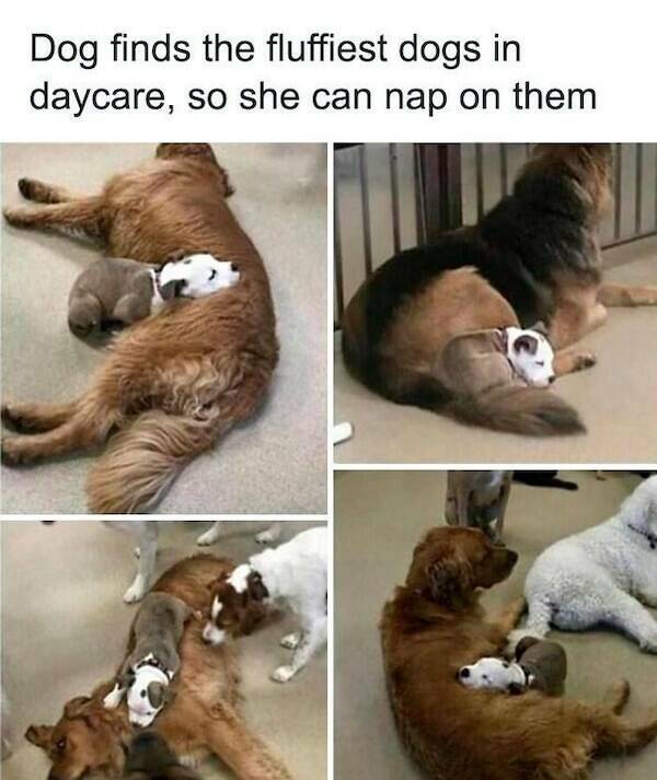 Pawsitively Funny Dog Memes