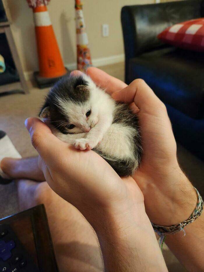 Pawsitively Adorable: Moments When Cats Melted Hearts
