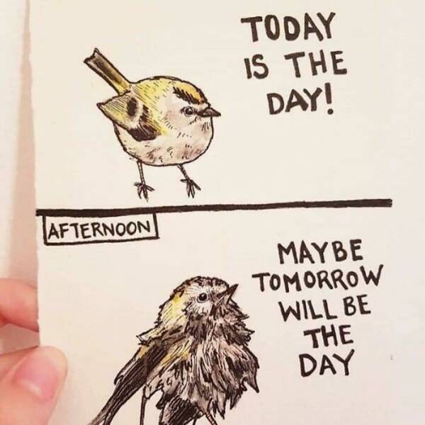 Feathered Funnies: Hilarious Bird-Centric Memes That Will Make You Giggle