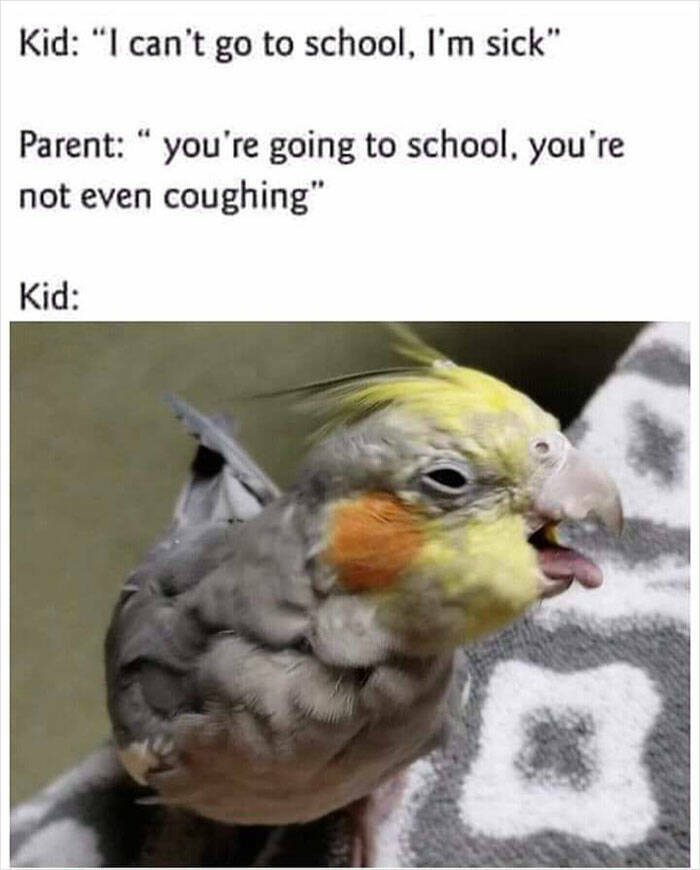 Feathered Funnies: Hilarious Bird-Centric Memes That Will Make You Giggle