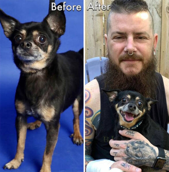 Dogs Before And After Rescue