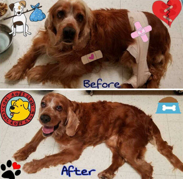 Dogs Before And After Rescue