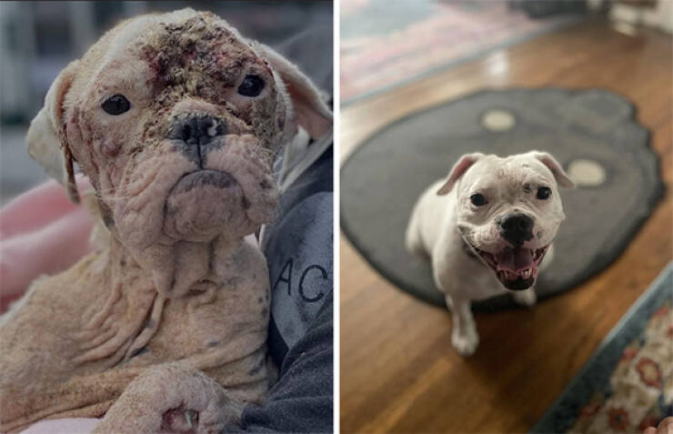 Dogs Before And After Rescue