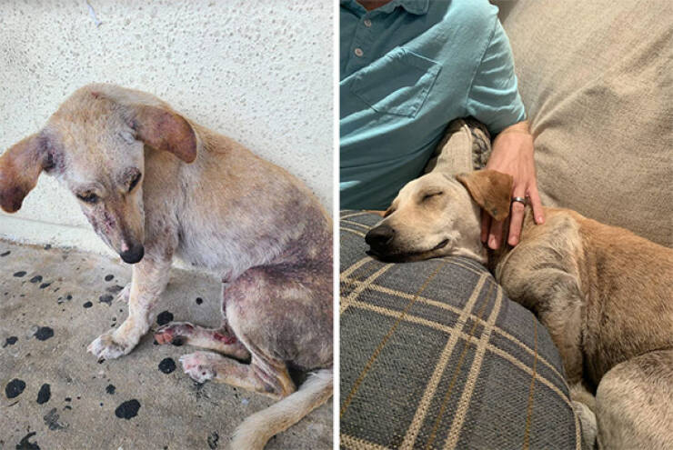 Dogs Before And After Rescue