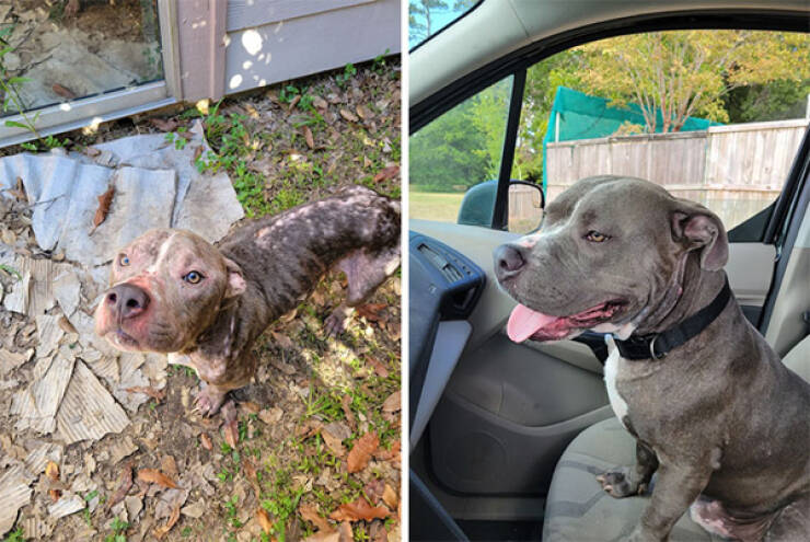 Dogs Before And After Rescue