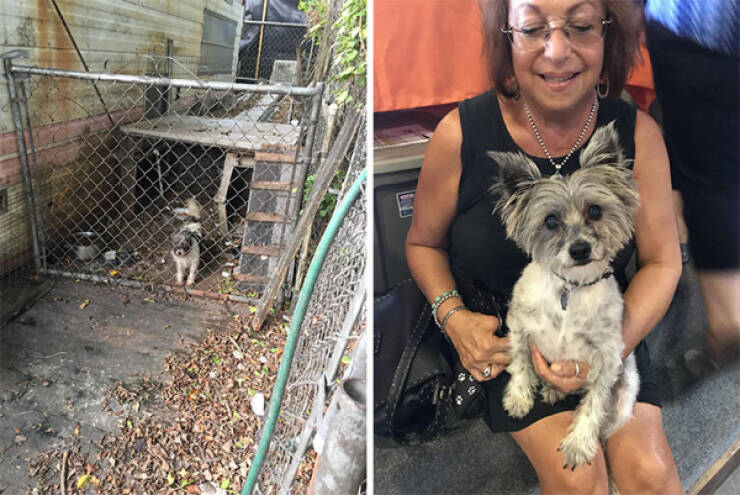 Dogs Before And After Rescue