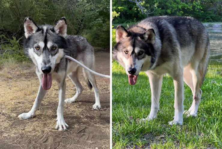 Dogs Before And After Rescue