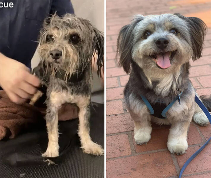 Dogs Before And After Rescue