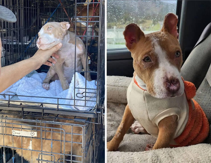 Dogs Before And After Rescue