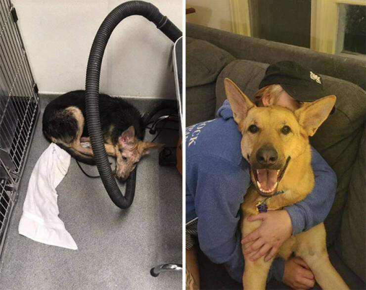 Dogs Before And After Rescue