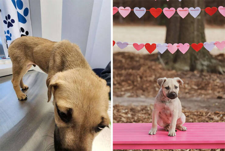 Dogs Before And After Rescue